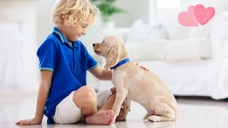 “Daddy, Can I Have a Puppy?”  - What Every Parent Should Consider