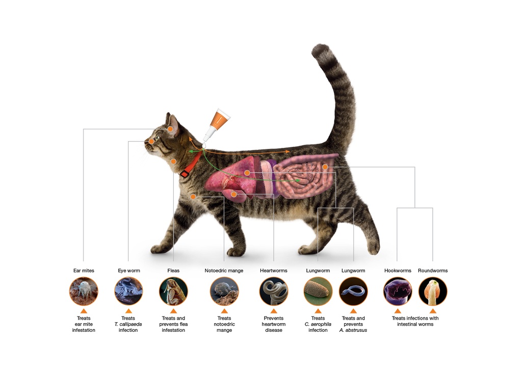 Advocate Spot-On for Small Cats ( up to 4Kg ) X 1 Dose