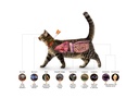 Advocate Spot-On for Small Cats ( up to 4Kg ) X 1 Dose