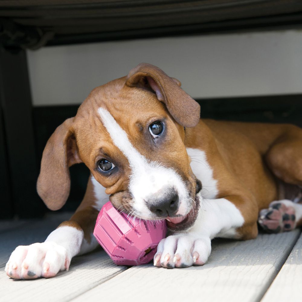 5eedef86_kong-puppy-activity-ball-medium