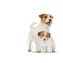 Royal Canin Mini Starter Dry Food 1kg 