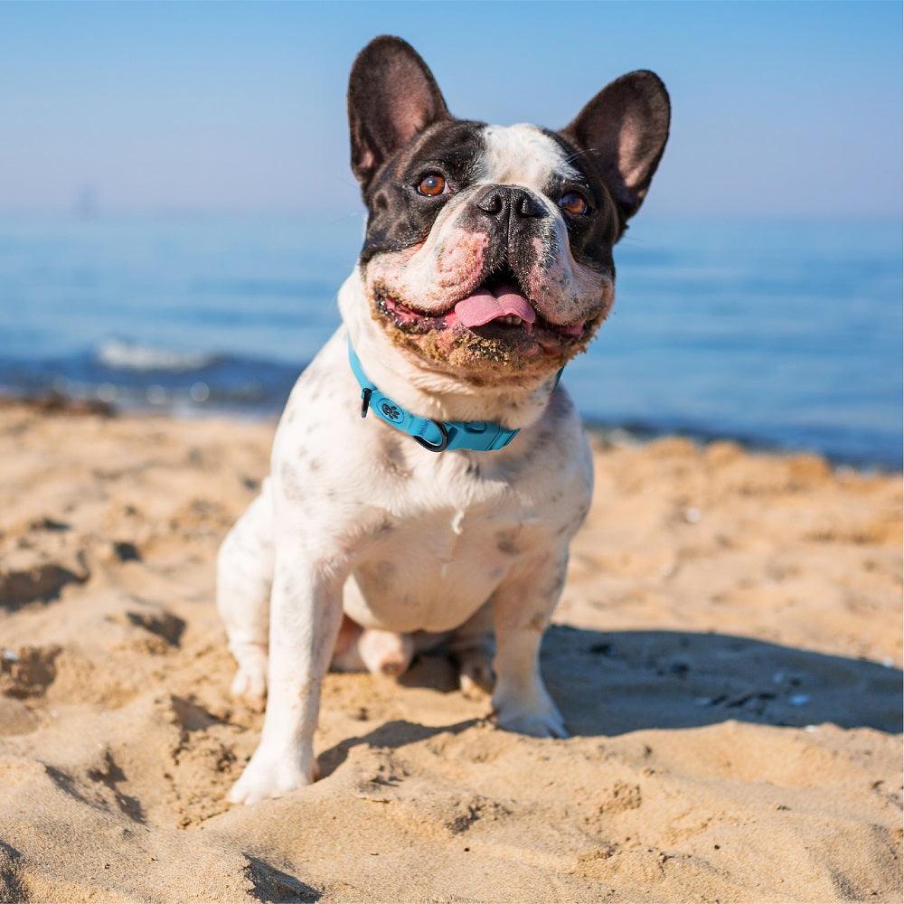 DOCO® Jelly Bean Nylon Dog Collar Medium (2.0cm x 44-55cm)