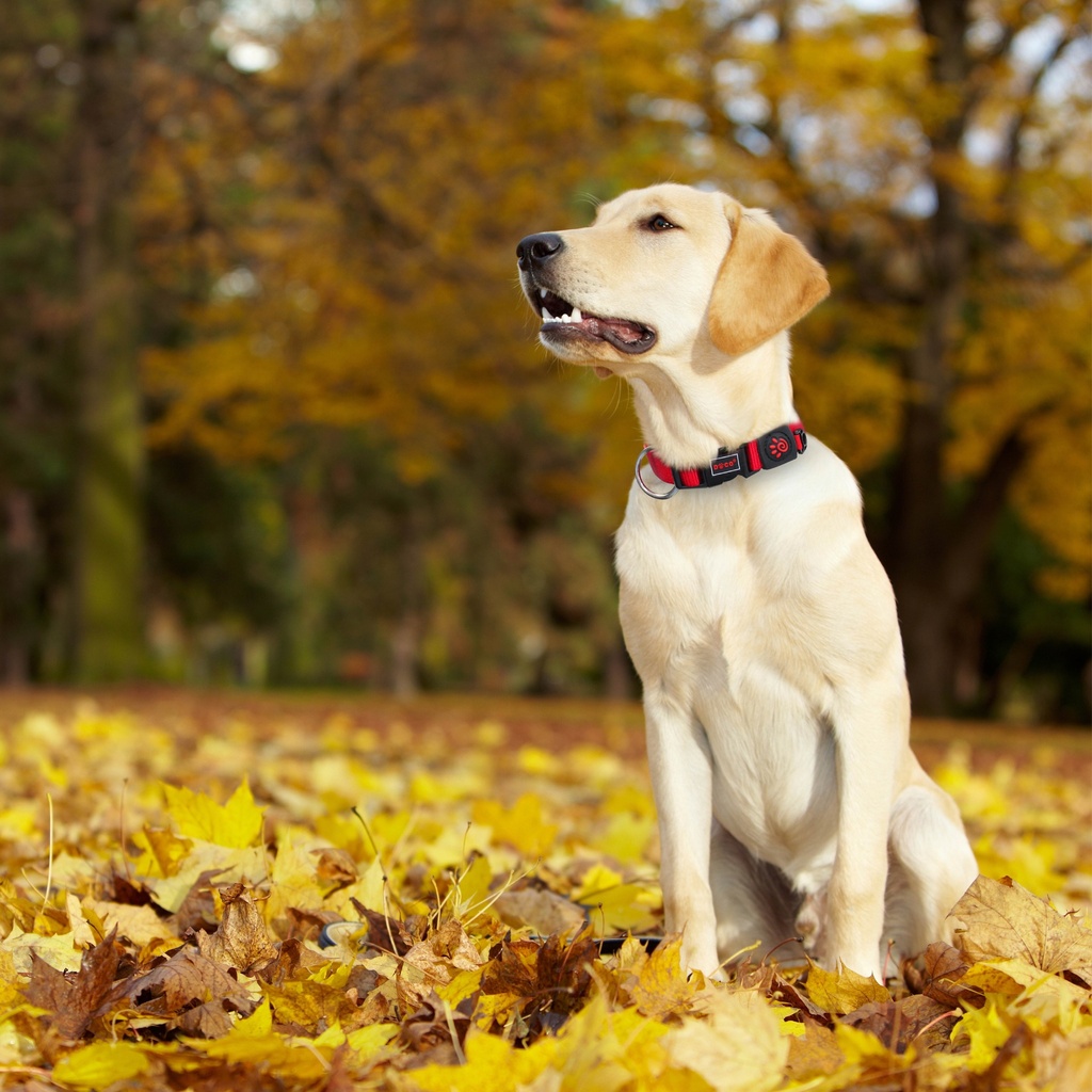 Doco Nylon O-Ring Collar Small (1.5cm x 28-43cm)