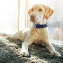 Doco Nylon O-Ring Collar XS (1.0cm x 21-30cm)