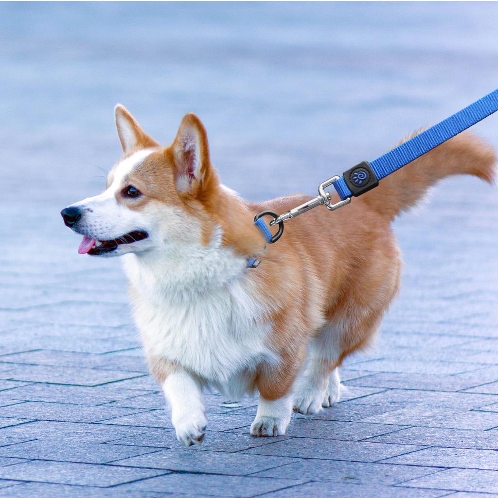 Doco Nylon Dog Leash L (2.5 x 180cm)