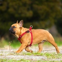 Doco Nylon Harness - Small (1.5 x 45-63cm)