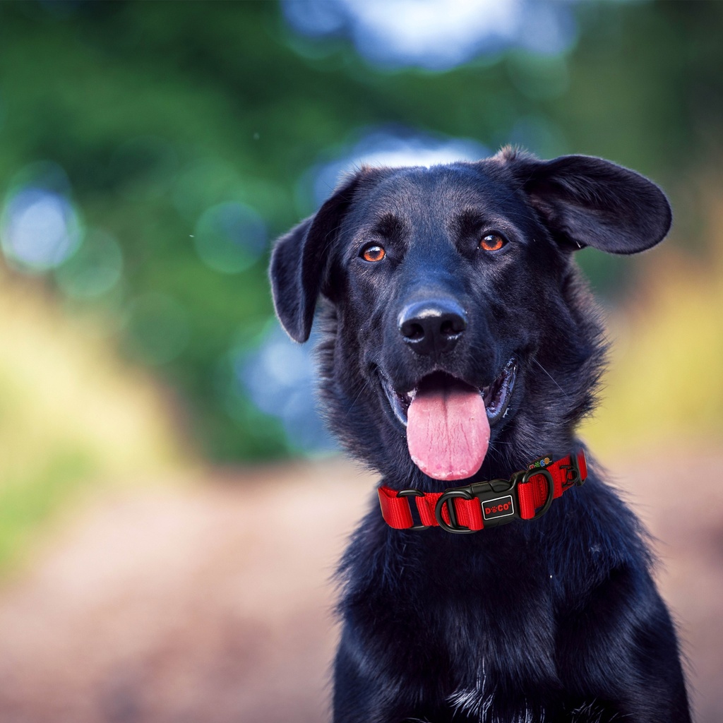 Doco Double DD Nylon Collar Large