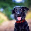 Doco Double DD Nylon Collar XL (3.8 x 52-75cm)