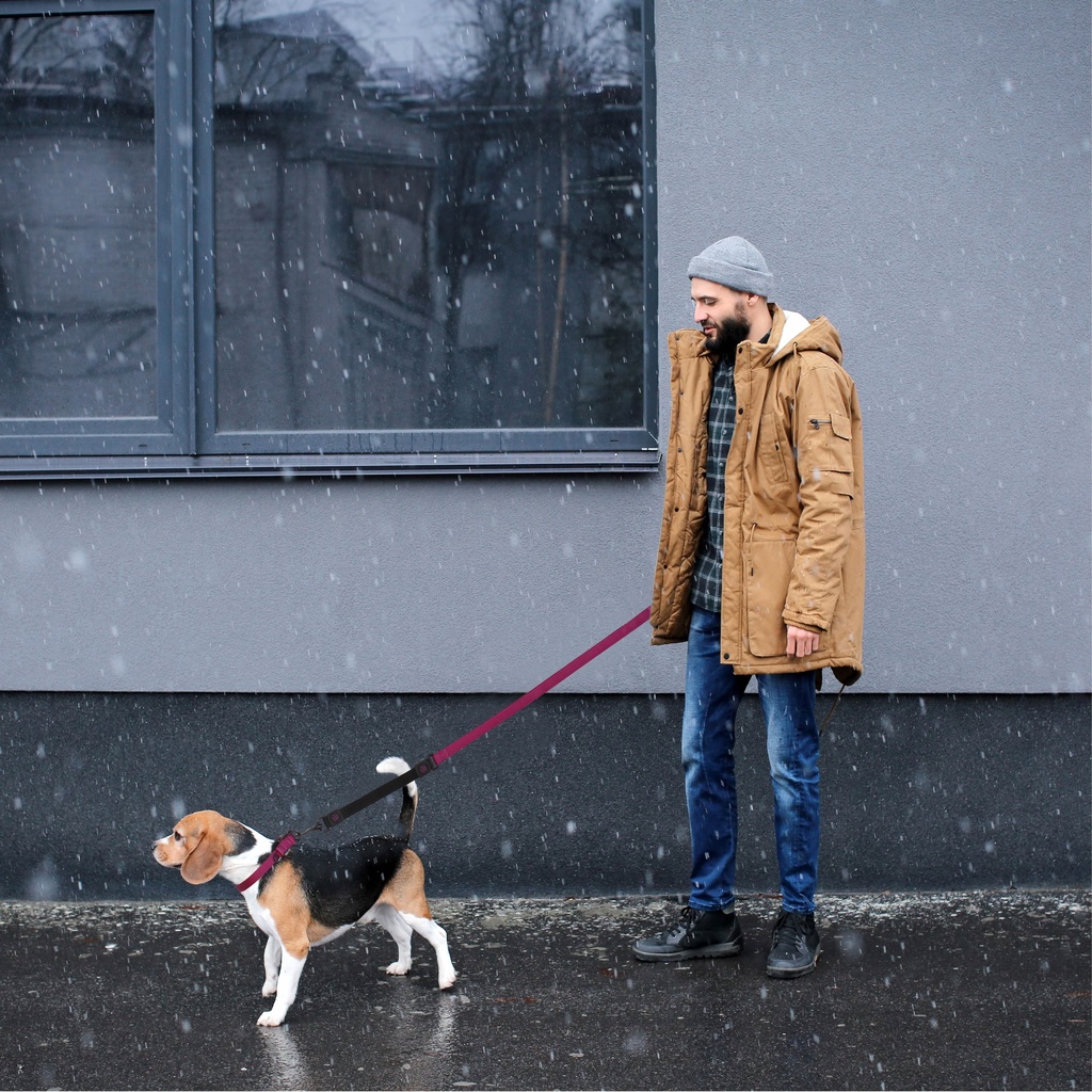 DOCO Shock Absorbing Bungee Nylon Dog Leash Large (2.5 x 120cm )