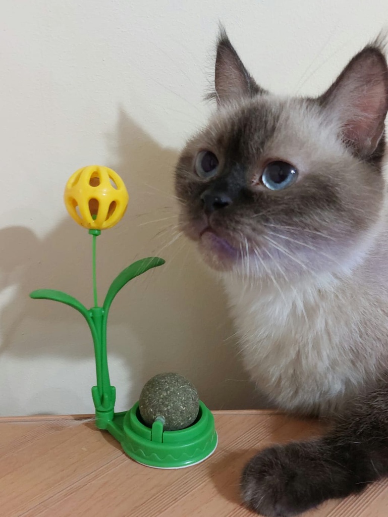 Cat Nip with Ball & Bell Cat Toy