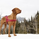 DOCO VARIO Harness M/L ( 2.5 x 60*64-80cm)