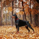 Doco Puff Mesh Dog Collar Small (2.0 x 27-37cm )