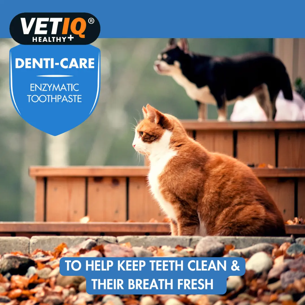 VETIQ Denti-Care Enzymatic Toothpaste 70g