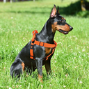 DOCO Puffy Mesh Dog Harness Large (3.2 x 66-97cm)