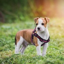 Doco Mesh Reflective Harness Large ( 3.2 x 61-86cm )