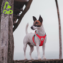 Doco Reflective Active Quick-Fit Dog Harness Small