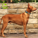 Doco Jacquard Weave Dog Collar Medium (2.5 x 34-51cm)