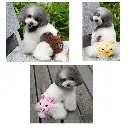 Bear Design Reusable Pet Diaper for Small Dogs & Cats – Washable Soft Female Pants with Adjustable Fit