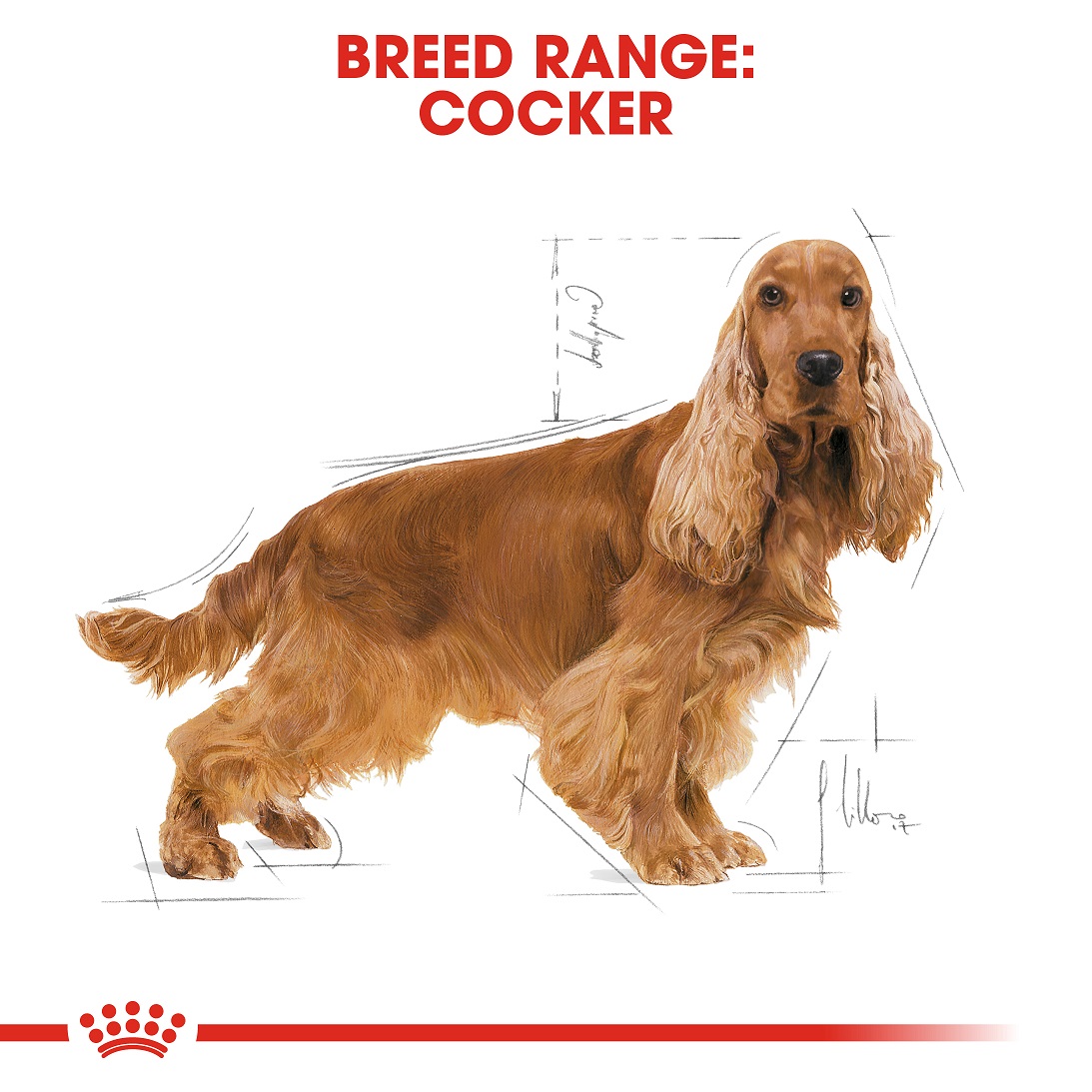 5cfe7cd9_royal-canin-cocker-spaniel-adult-3kg