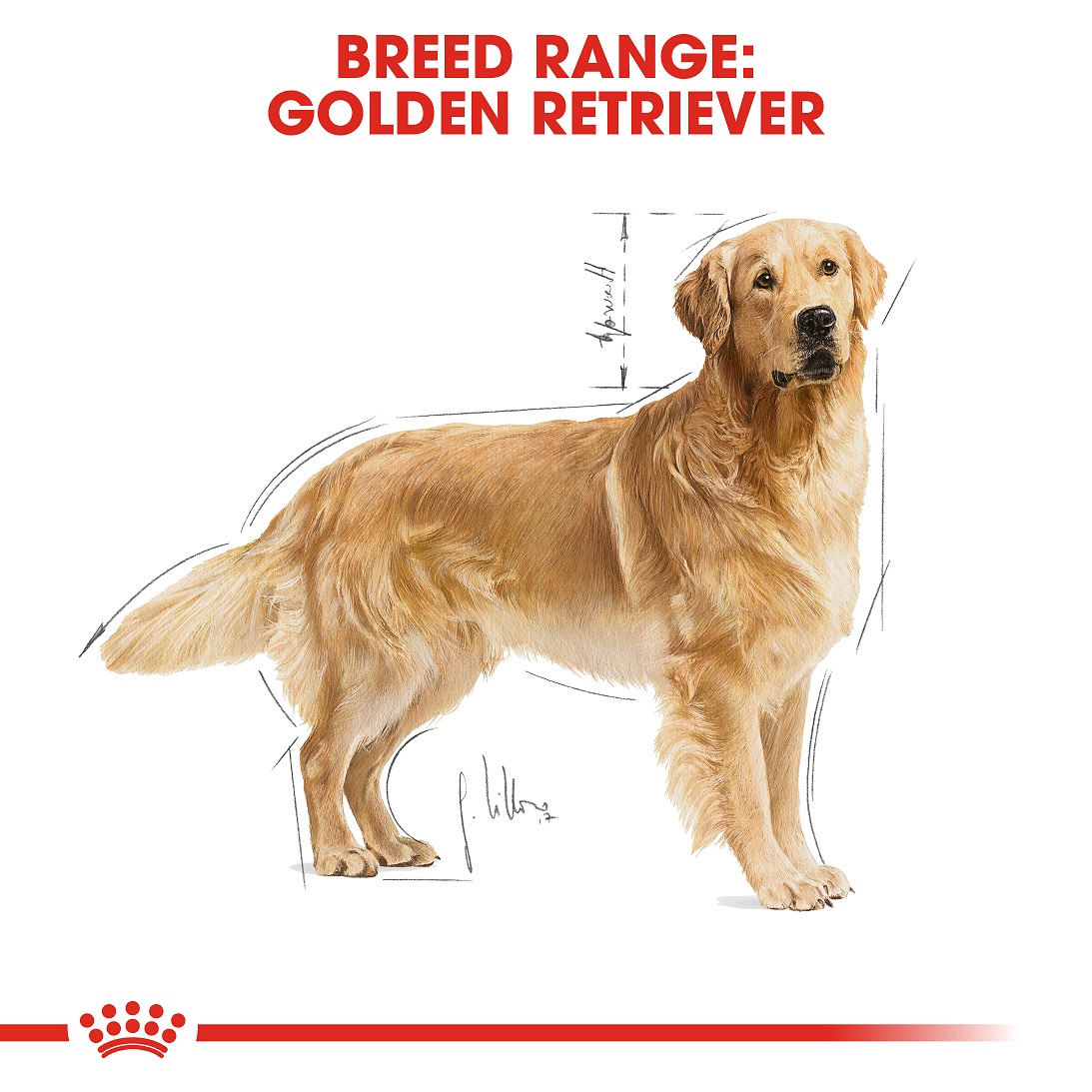 5d011417_royal-canin-golden-retriever-adult-dry-food-3kg