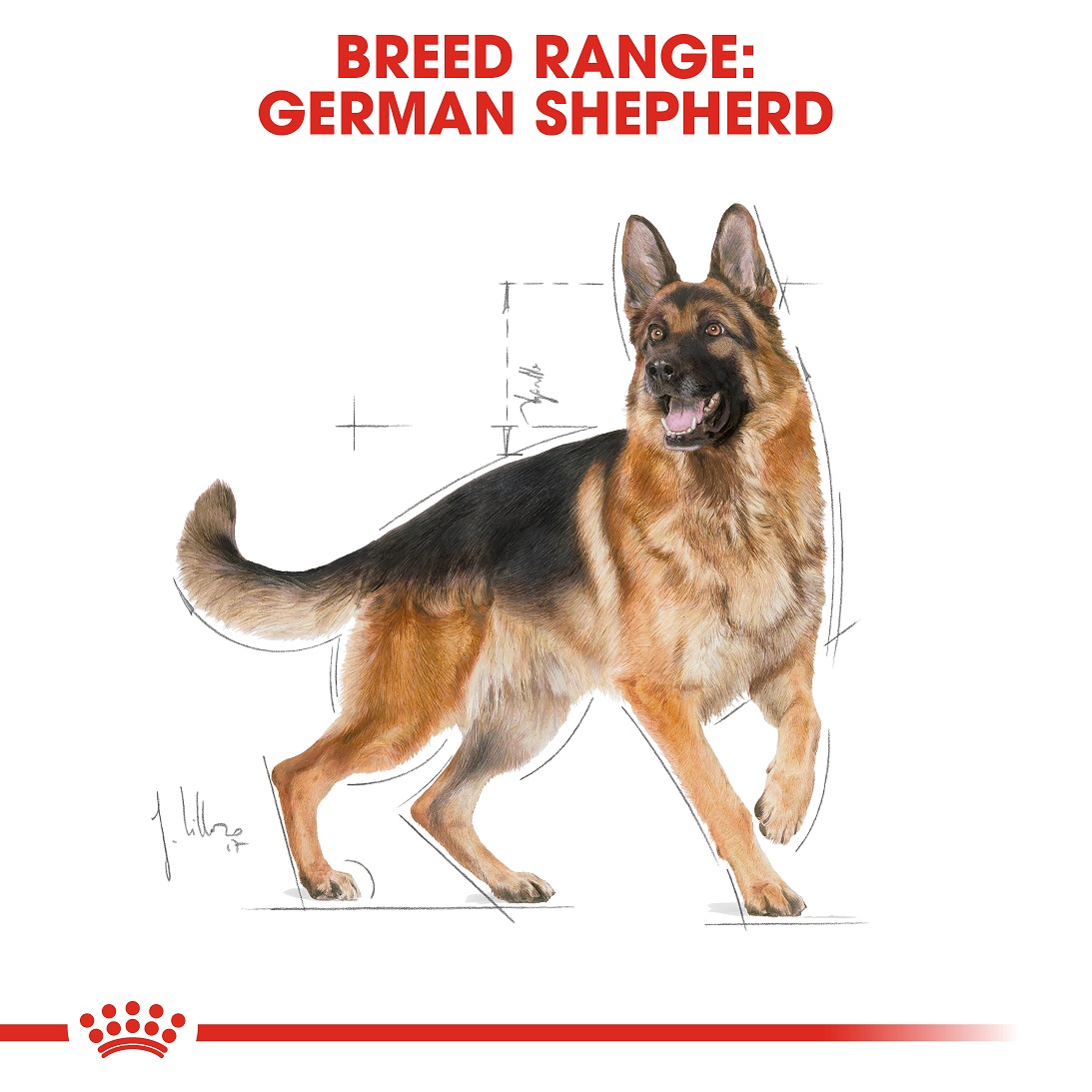 5d022e08_royal-canin-german-shepherd-adult-3kg