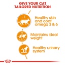 Royal Canin INTENSE BEAUTY Care Gravy 85g