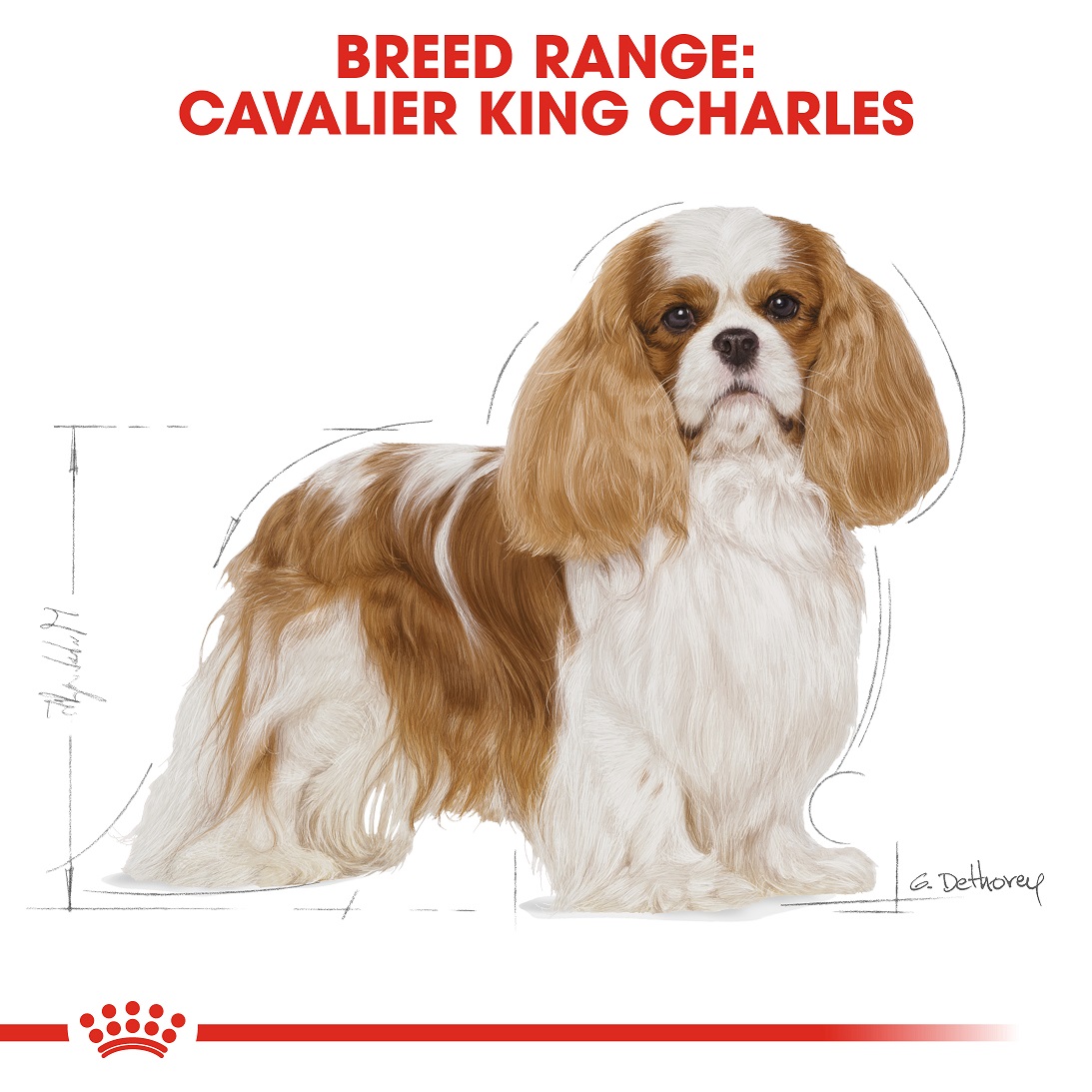5d284af0_royal-canin-cavalier-king-charles-3kg